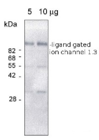 Ligand-gated ion channel 1,3 in the group Antibodies Plant/Algal / Membrane Transport System / Vacuolar membrane at Agrisera AB (Antibodies for research) (AS09 475)